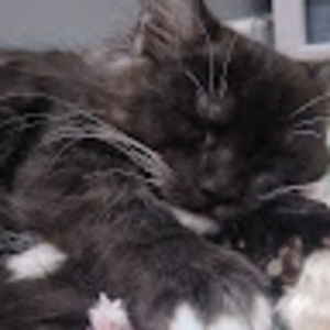 Meet your Posher, Benjamin